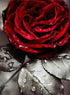 Red Rose 5D Diamond Painting